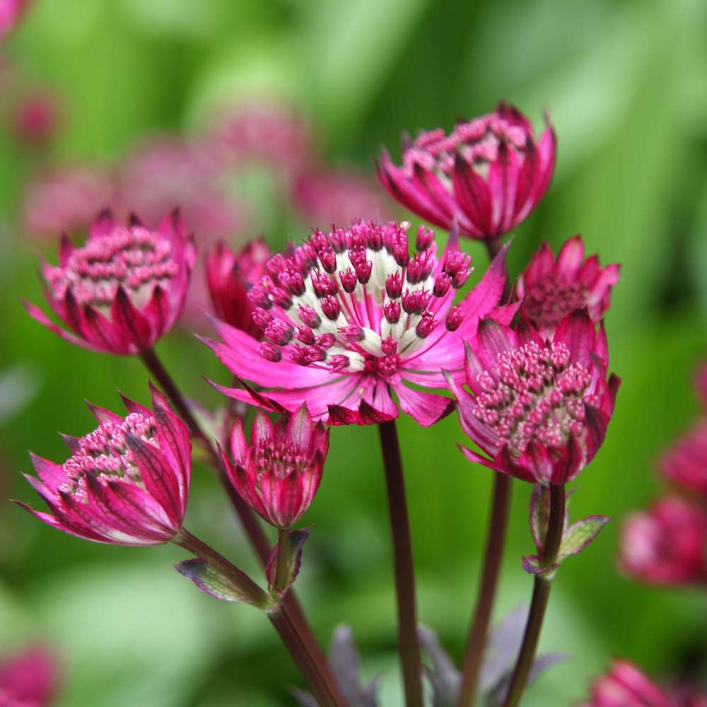 Stjerneskærm 'Major Rubra'